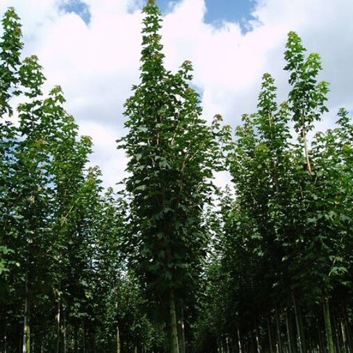 Noorse esdoorn (Acer platanoides 'Emerald Queen')